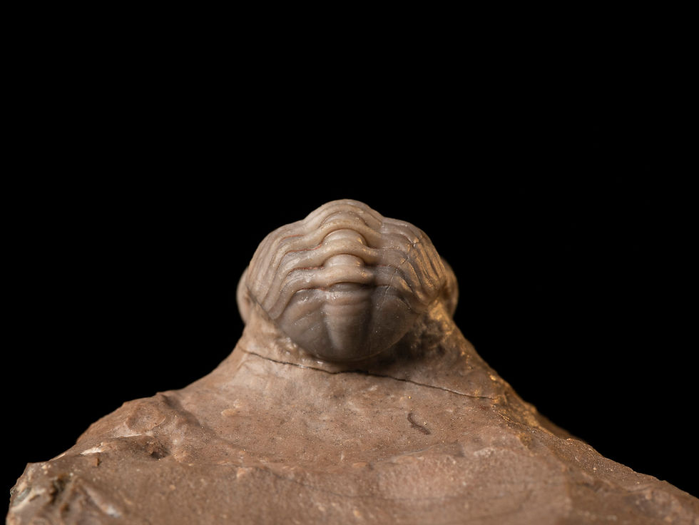 Thumbnail: Trilobite Devónico Eocryphops sp. Cantera Jorf