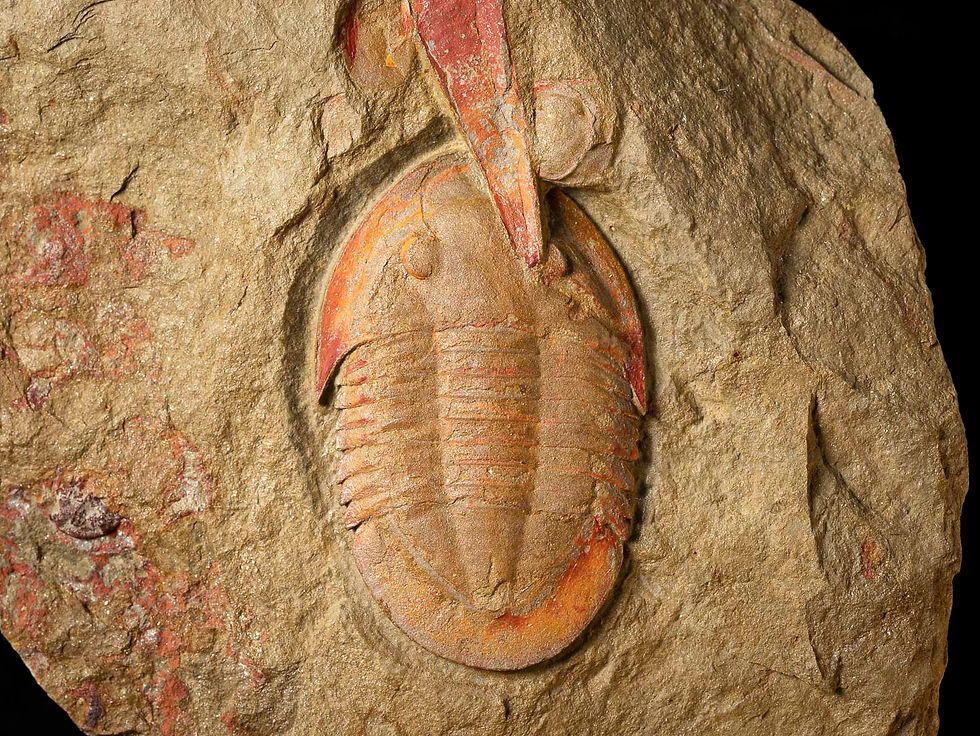 Fotografía Trilobite ordovícico Asaphellus, formación Fezouata