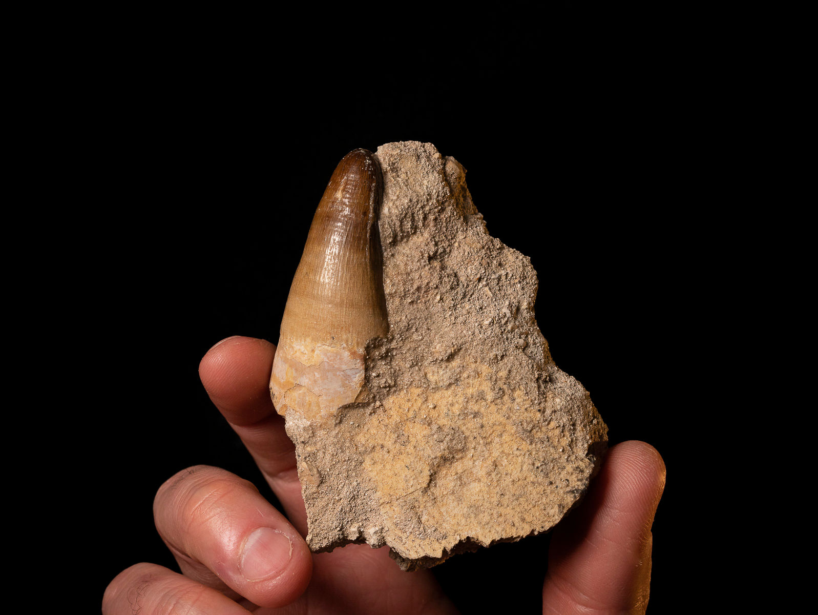 Diente de cocodrilo fósil del cretácico