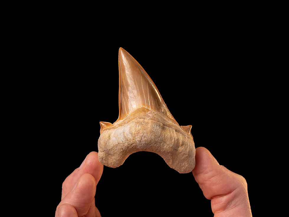 Fotografía auténtico diente de tiburón prehistórico Otodus obliquus | Toptrilos