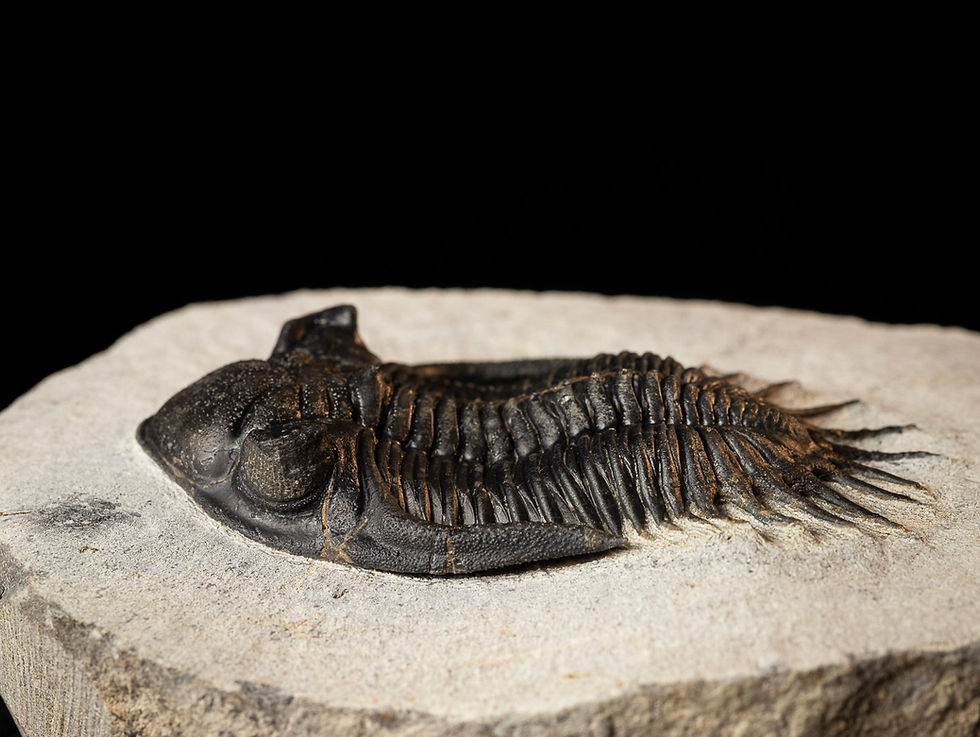Miniatura: Rheingoldium marocanense