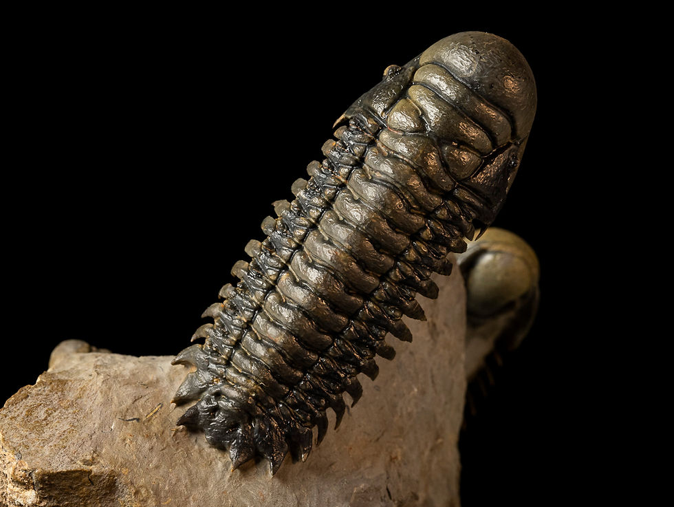 Thumbnail: Double Crotalocephalus gibbus & Orthoceras sp.