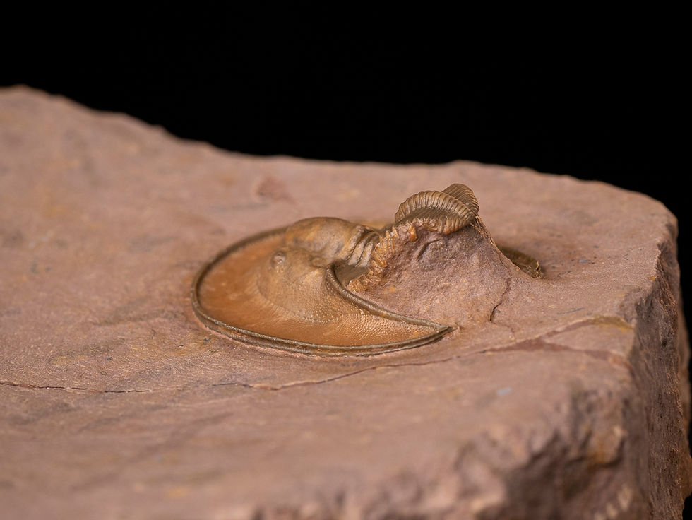 Thumbnail: Trilobite del devónico inferior Lioharpes sp.