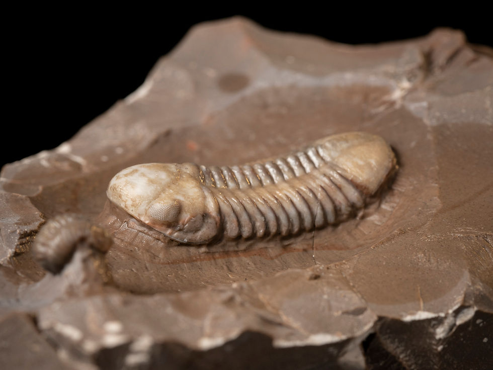 Thumbnail: Trilobites del Devónico medio Struveaspis bignoni procedentes de Jorf