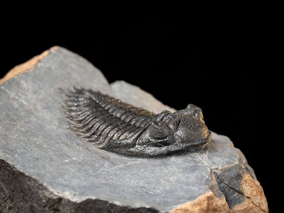 Thumbnail: Trilobite del Devónico Inferior Kayserops marocanensis