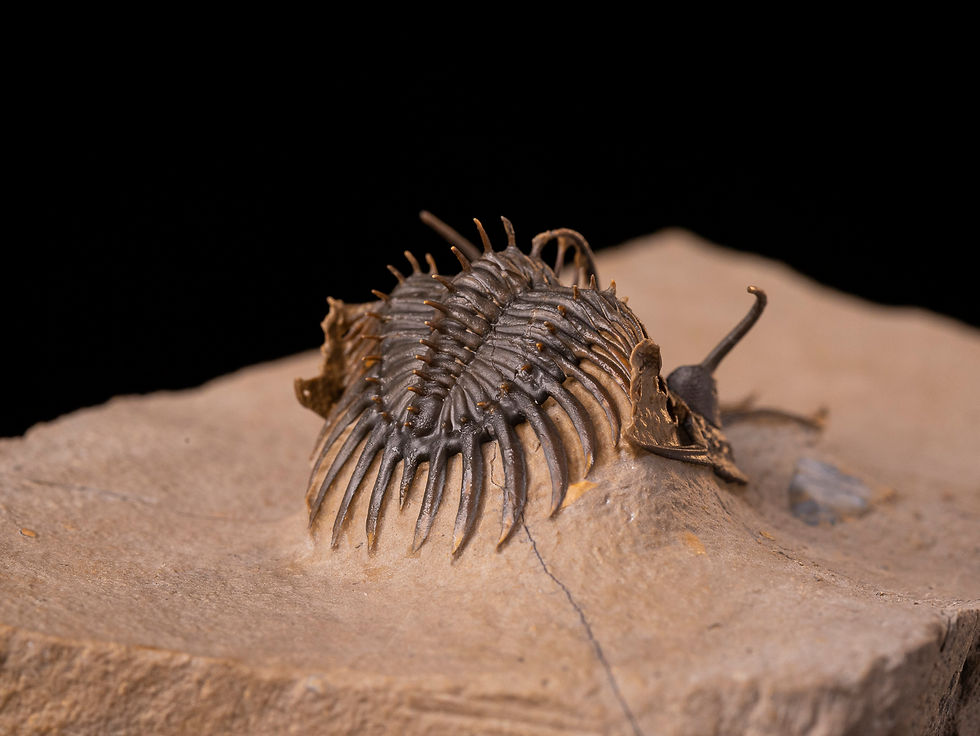 Thumbnail: Trilobite del devónico inferior Walliserops sp.