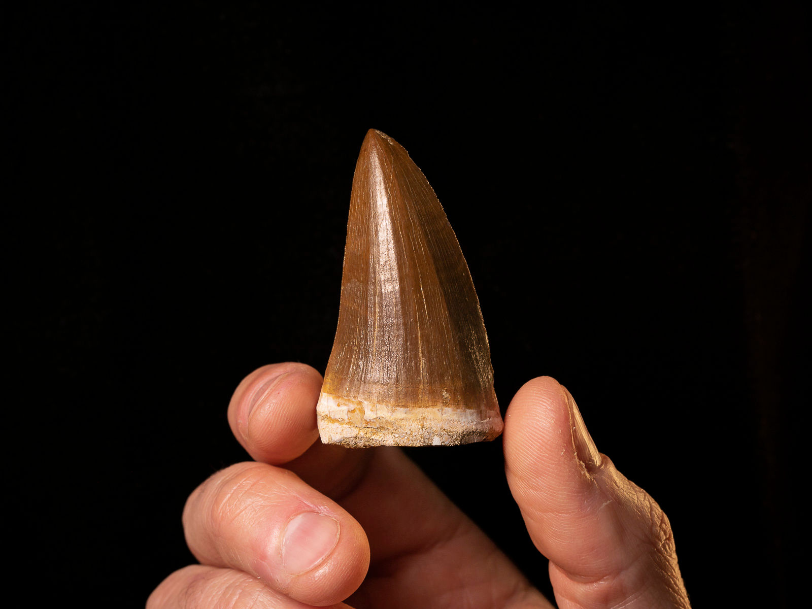 Diente reptil marino del Cretácico Hainosaurus boubker (Mosasaurio)