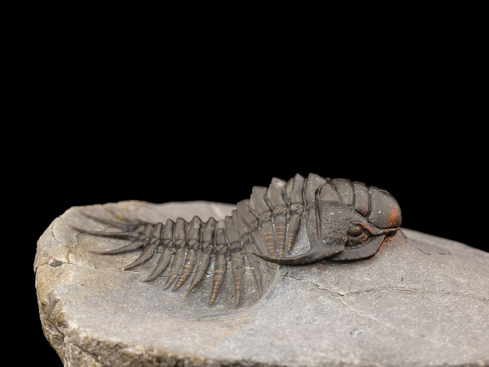Thumbnail: Crotalocephalus maurus (Pellitopeltis)