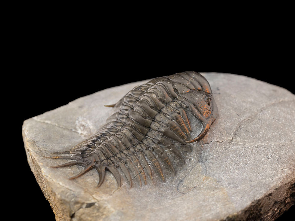 Thumbnail: Crotalocephalus maurus (Pellitopeltis)
