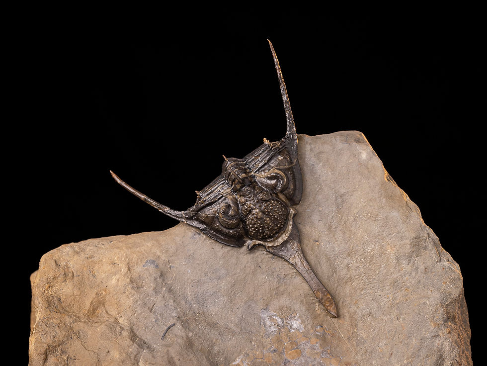 Thumbnail: Trilobite del Devónico Medio de la codiciada especie Psychopyge angeles