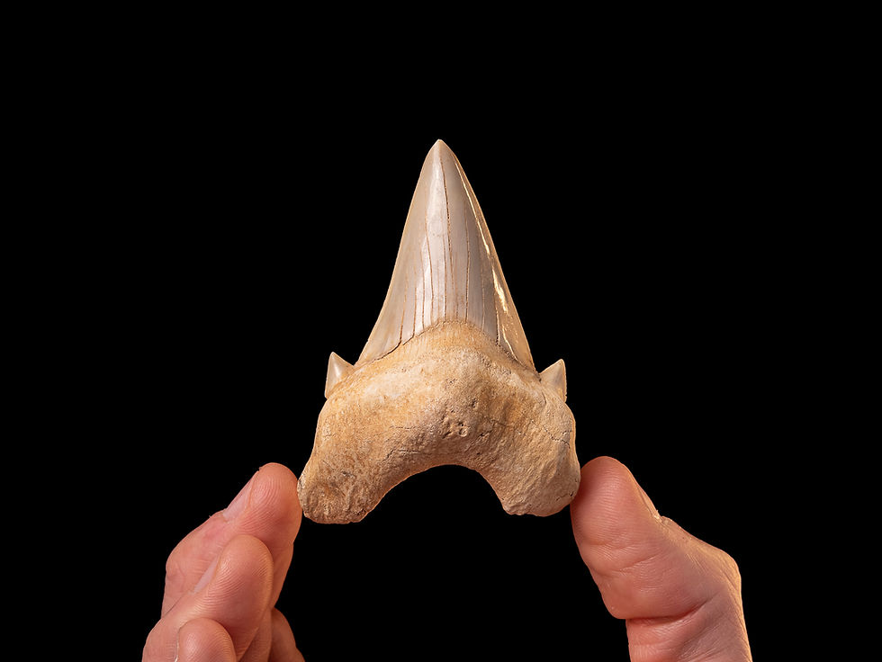 Fotografía auténtico diente de tiburón prehistórico Otodus obliquus | Toptrilos