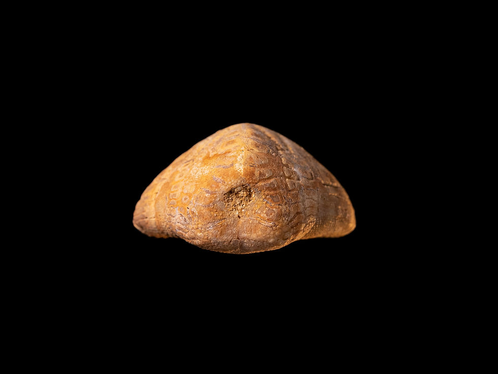 Miniatura: Erizo de mar fósil del Mioceno inferior Lovenia forbesii procedente de Río Murray (Australia)