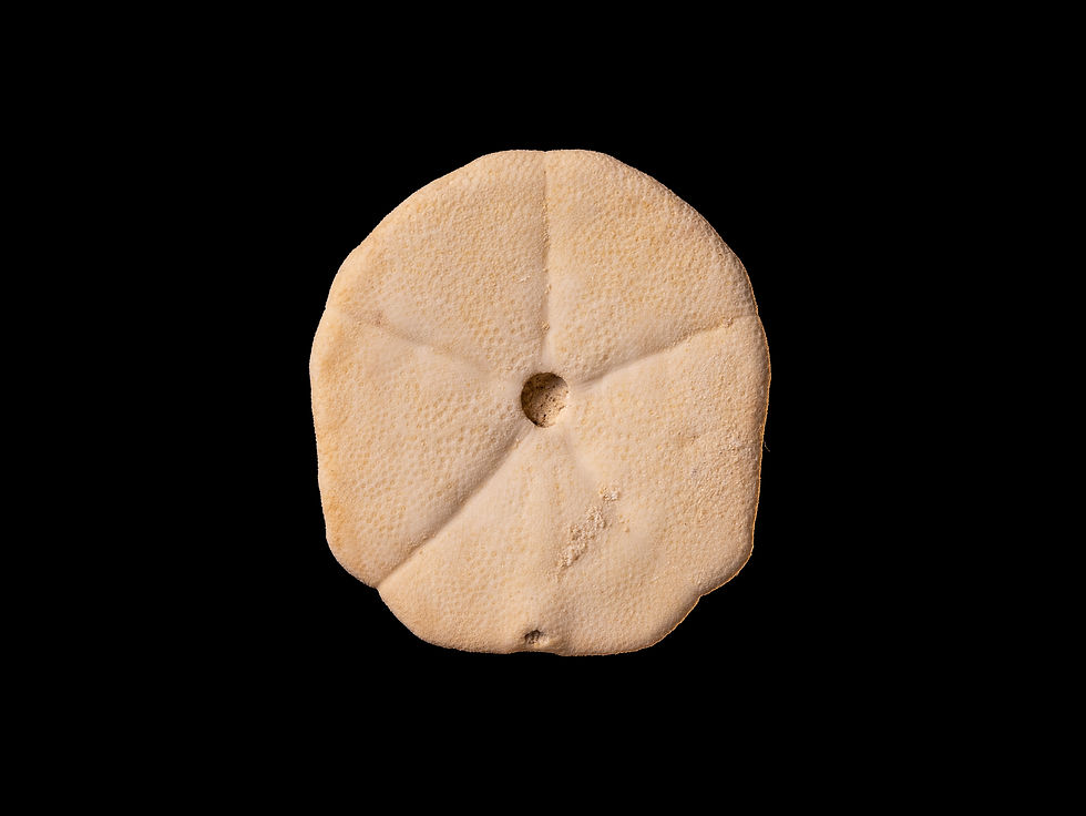 Erizo de mar fósil del Mioceno medio Monostychia australis, procedente de Riverlands (Australia)