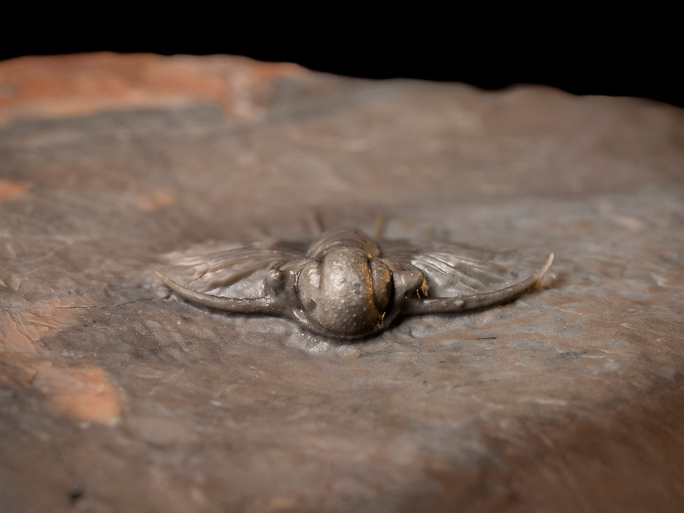 Thumbnail: Trilobite Devónico Acanthopyge sp.