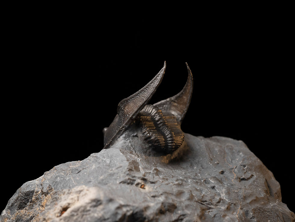 Thumbnail: Trilobite Devónico Harpes perradiatus