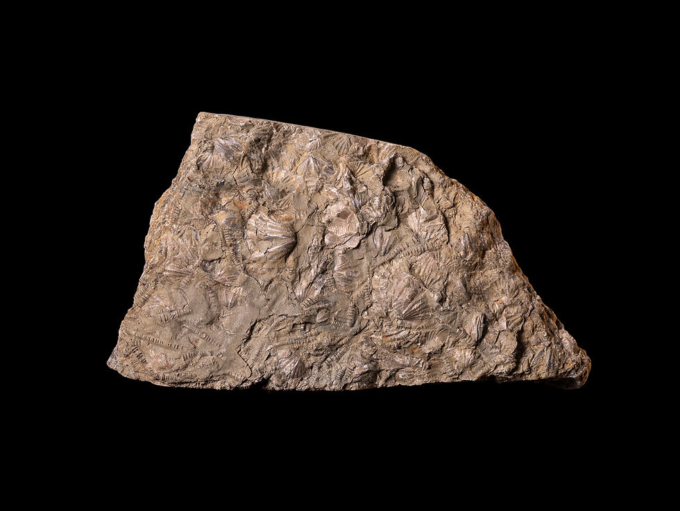 Miniatura: Moluscos del Devónico Punctospirella fragilis & Tentaculites aff. gedinnianus procedentes de Ucrania