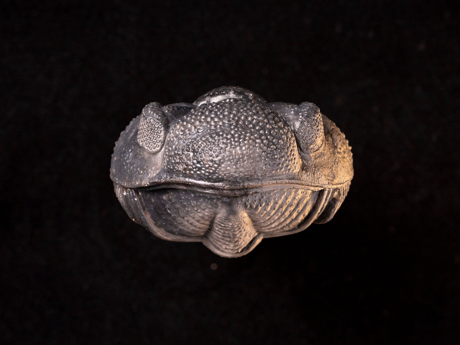 Trilobite del devónico medio enrollado Drotops megalomanicus