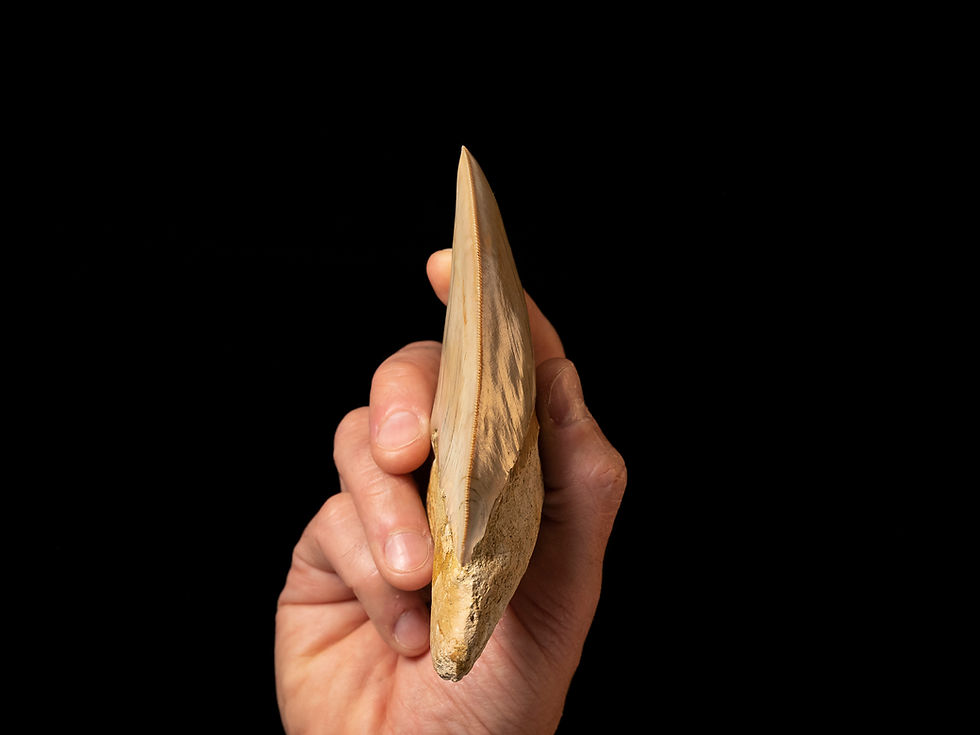 Miniatura: Fotografía lateral diente tiburón megalodon sostenido entre unas manos