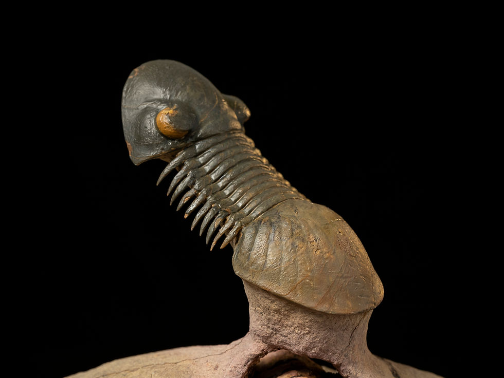 Trilobite del Devónico Inferior Paralejurus hamarlagdadicus