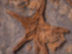 Equinodermos fósiles Ophiuroidea y Asteroidea del Ordovícico procedentes de El Kaid Errami