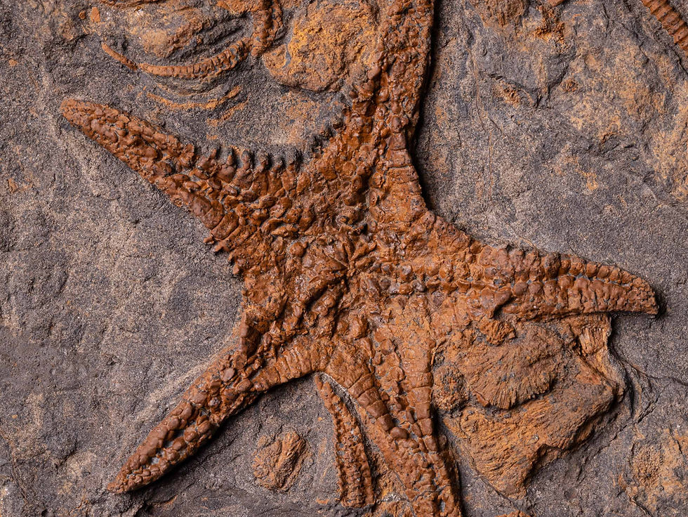 Equinodermos fósiles Ophiuroidea y Asteroidea del Ordovícico procedentes de El Kaid Errami