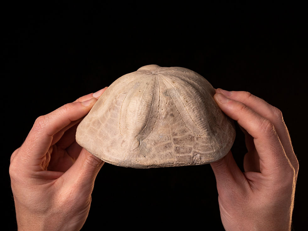 Thumbnail: Erizo fósil del Mioceno Clypeaster campanulatus