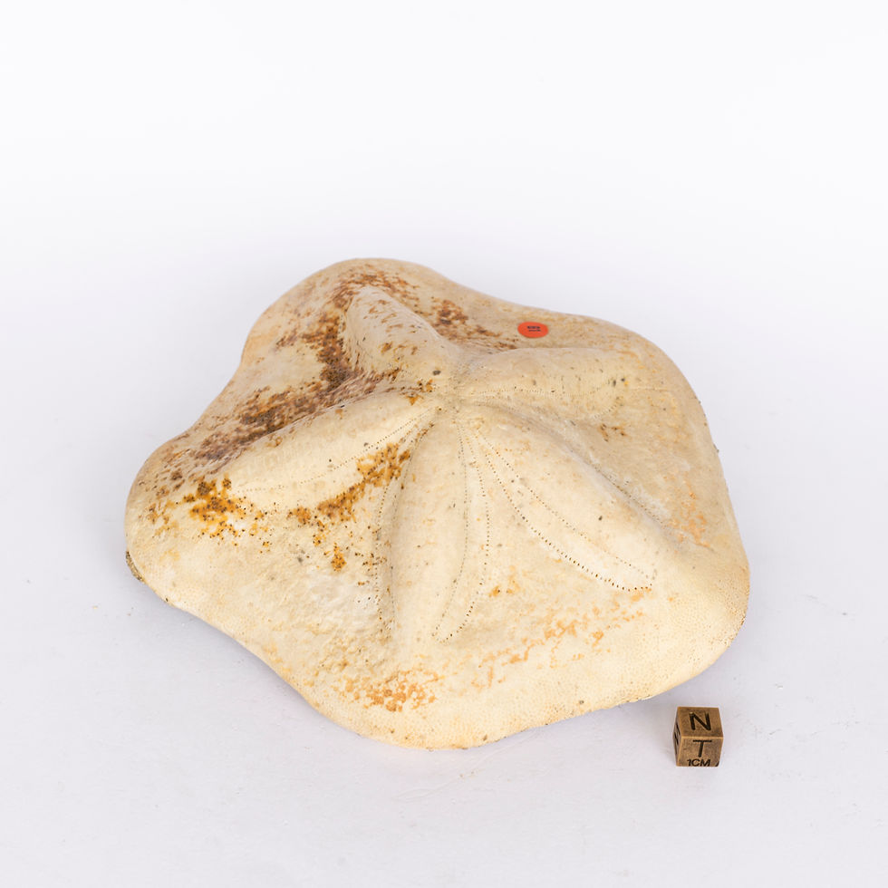 Miniatura: Clypeaster mutellensis