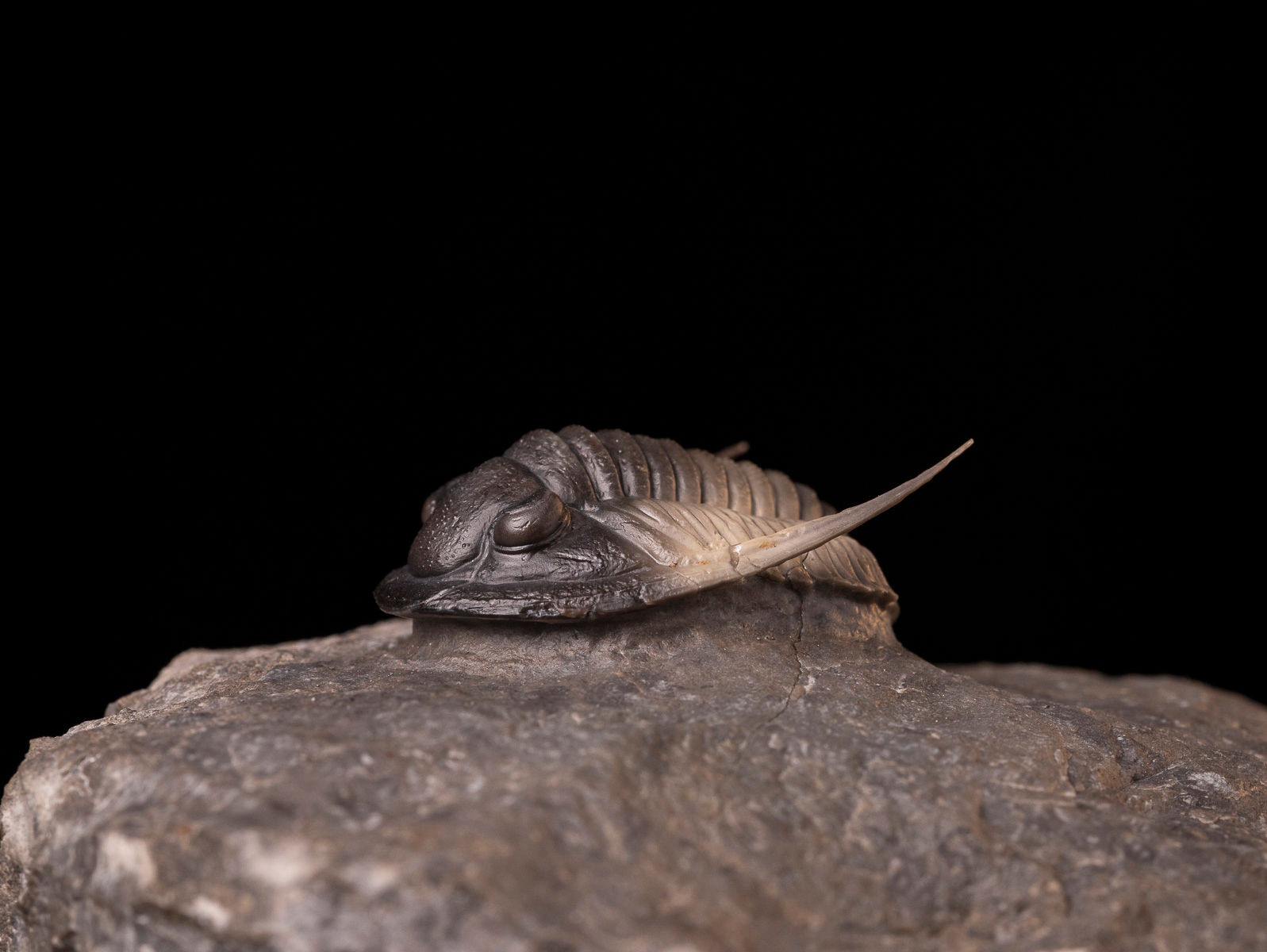 Trilobite del devónico inferior Cornuproetus cornutus