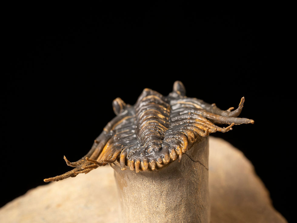 Thumbnail: Trilobite del Devónico Leonaspis hastata
