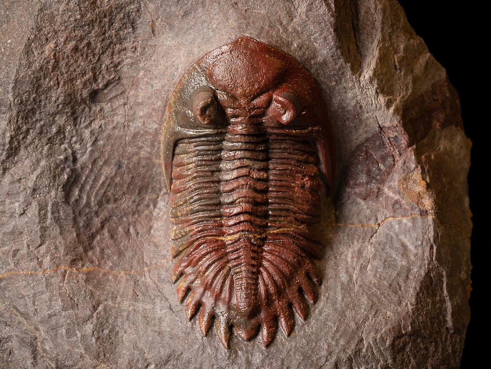 Thumbnail: Fotografia vista frontal trilobite Hollardops aff. burtandminae de inusual color rojo