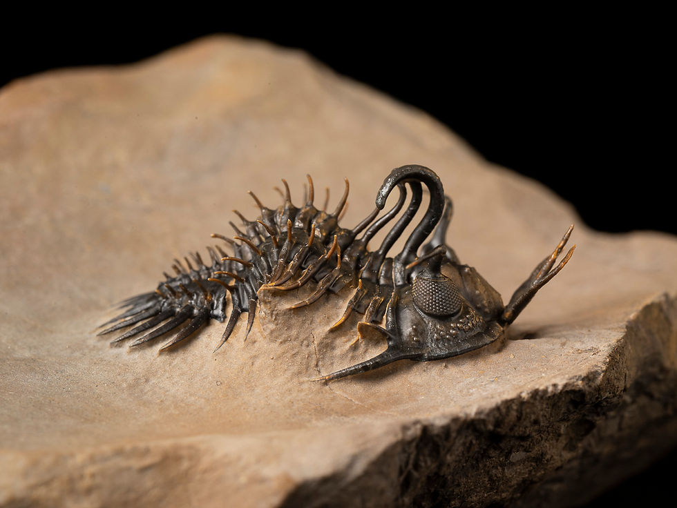 Thumbnail: Trilobite Fósil Devónico Walliserops hammi