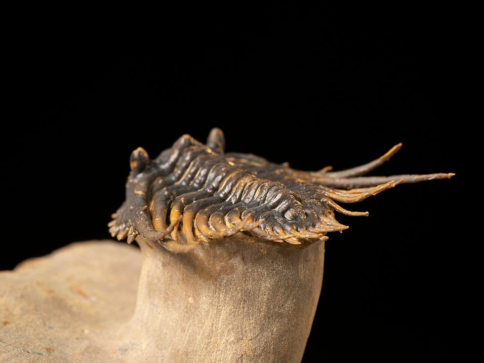 Thumbnail: Trilobite del Devónico Leonaspis hastata