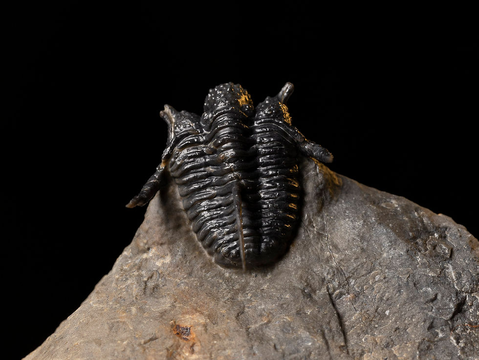 Miniatura: Fotografía vista trasera macro de fósil trilobite Devónico maxima calidad