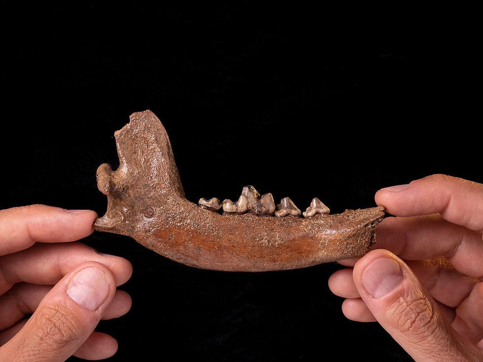Miniatura: Mandíbula fósil perro Canis sp. (Pleistoceno)
