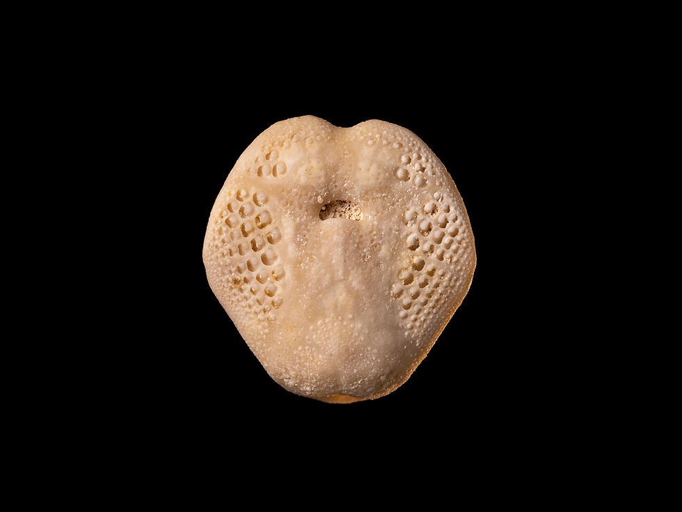 Erizo de mar fósil del Mioceno superior Lovenia bagheerae, procedente de Victoria (Australia)