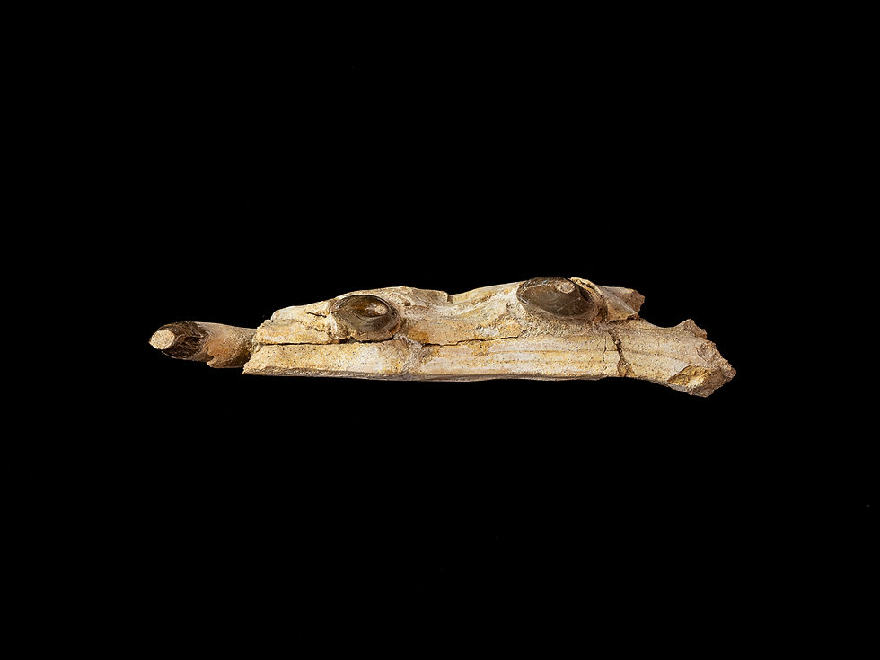 Thumbnail: Chrysocetus fouadassii (Basilosaurid)