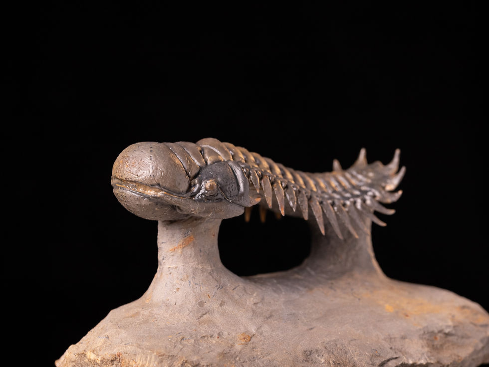 Miniatura: Trilobite del devónico Crotalocephalus gibbus