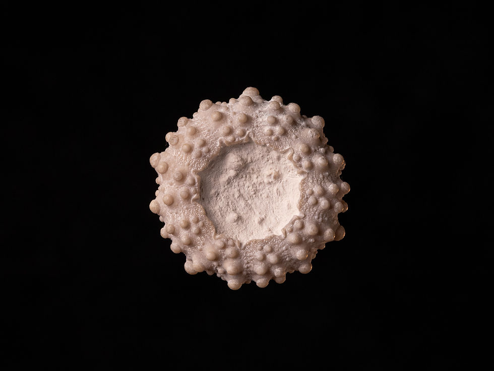 Miniatura: Erizo de mar fósil del Jurásico superior Glypticus hieroglyphicus, procedente de Charente-Maritime (Francia)