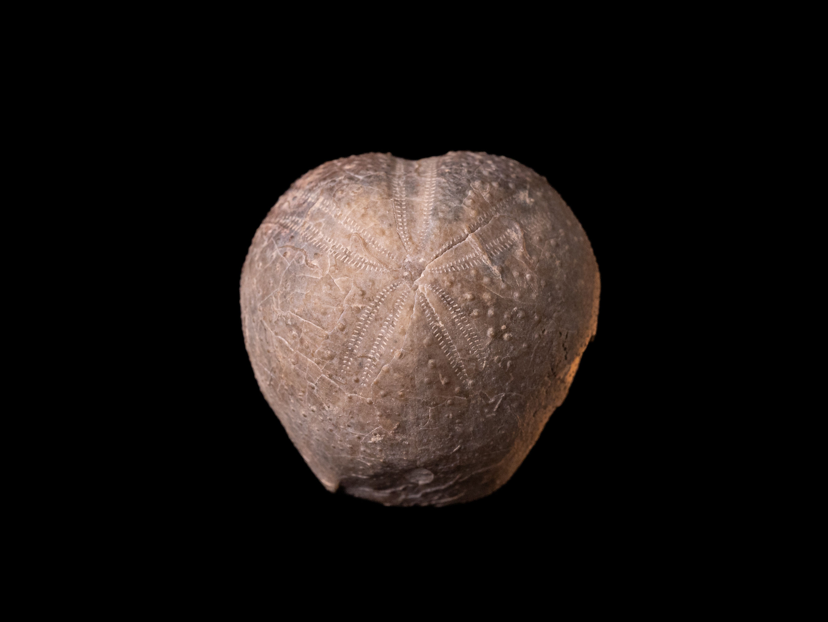 Erizo de mar fósil del Cretácido inferior Toxaster gibbus, procedente de La Palud sur Verdon (Francia)