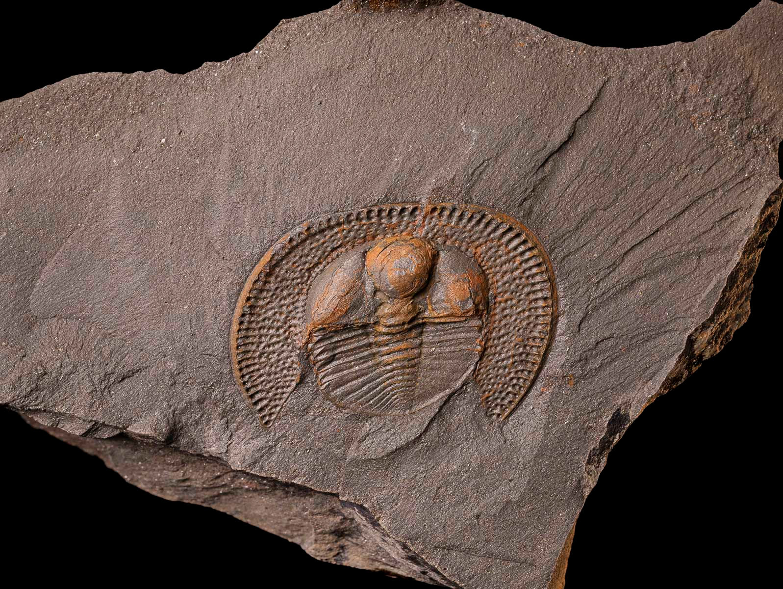 Trilobite del ordovícico superior Declivolithus alfredi