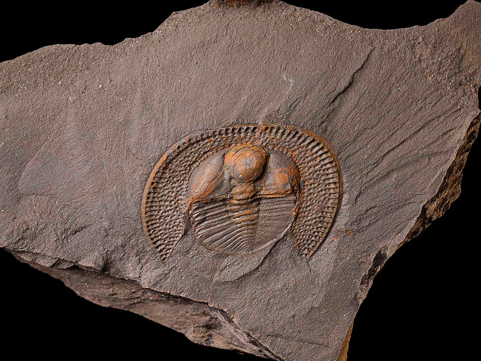 Thumbnail: Trilobite del ordovícico superior Declivolithus alfredi