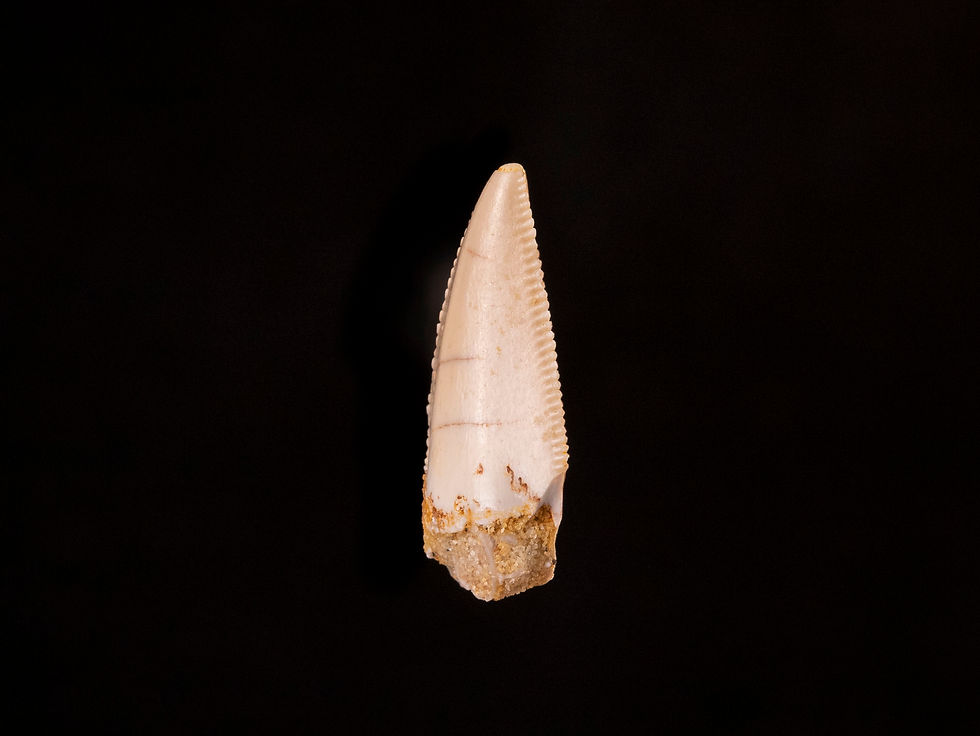 Thumbnail: Fotografía vista lateral auténtico diente dinosaurio carnívoro calidad museo