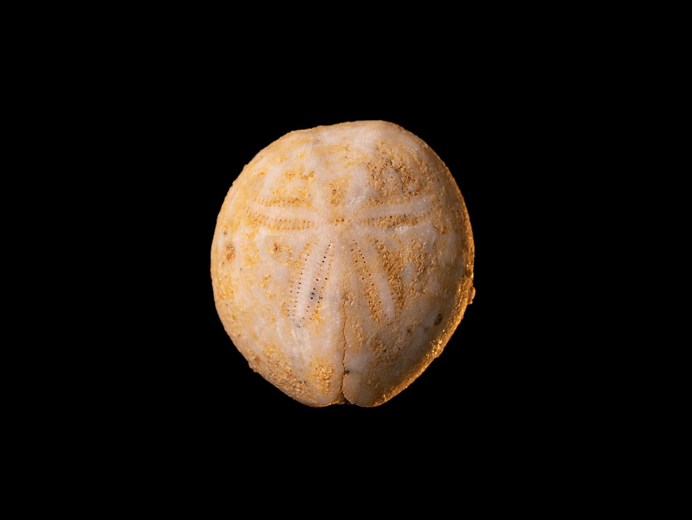 Erizo de mar fósil del Mioceno temprano Eupatagus murrayensis, procedente de Murraylands (Australia)