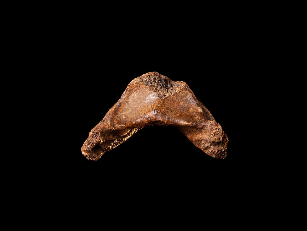 Miniatura: Casco fosilizado de equino Equus ferus del Pleistoceno superior