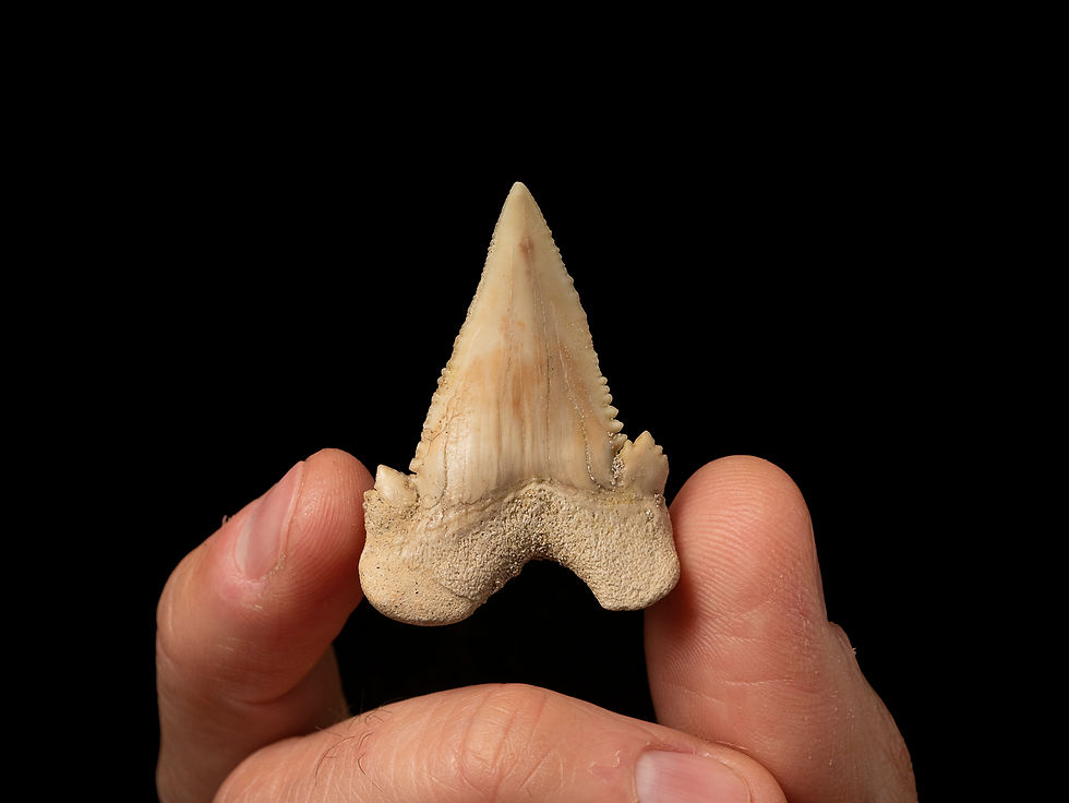 Fotografía vista frontal diente de tiburón Paleocarcharodon orientalis en mano sobre fondo negro