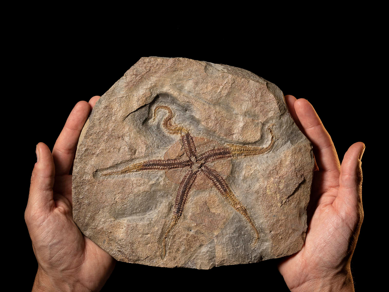 Equinodermo del Ordovícico superior Ophiuroidea indet.