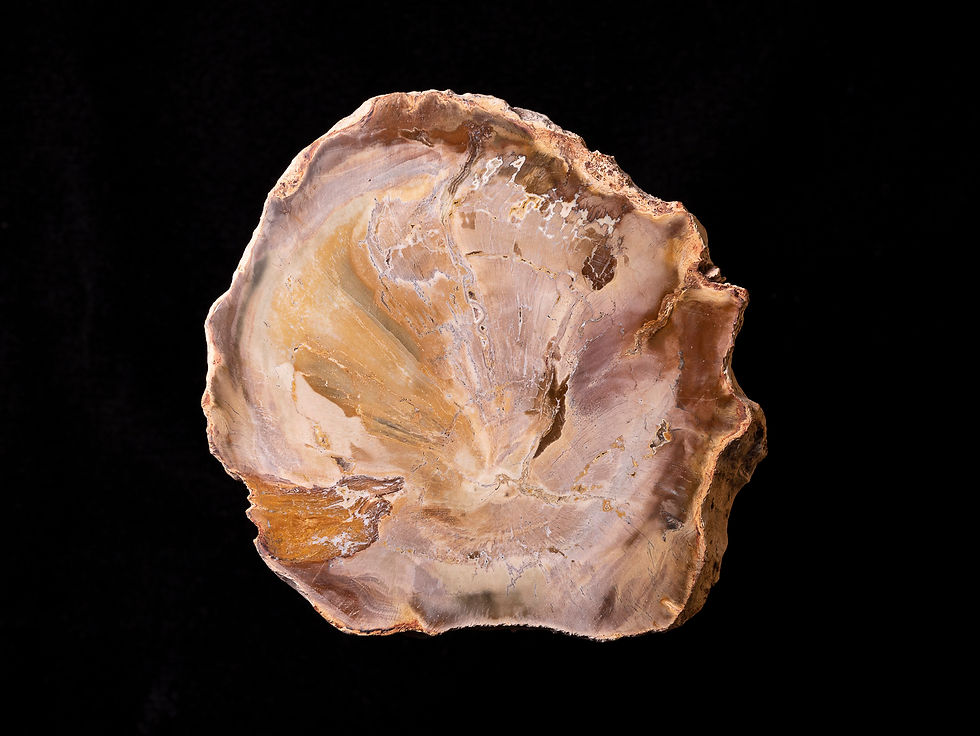 Thumbnail: Rodaja de madera fósil pulida Araucarioxylon sp. del Triásico (Madagascar)