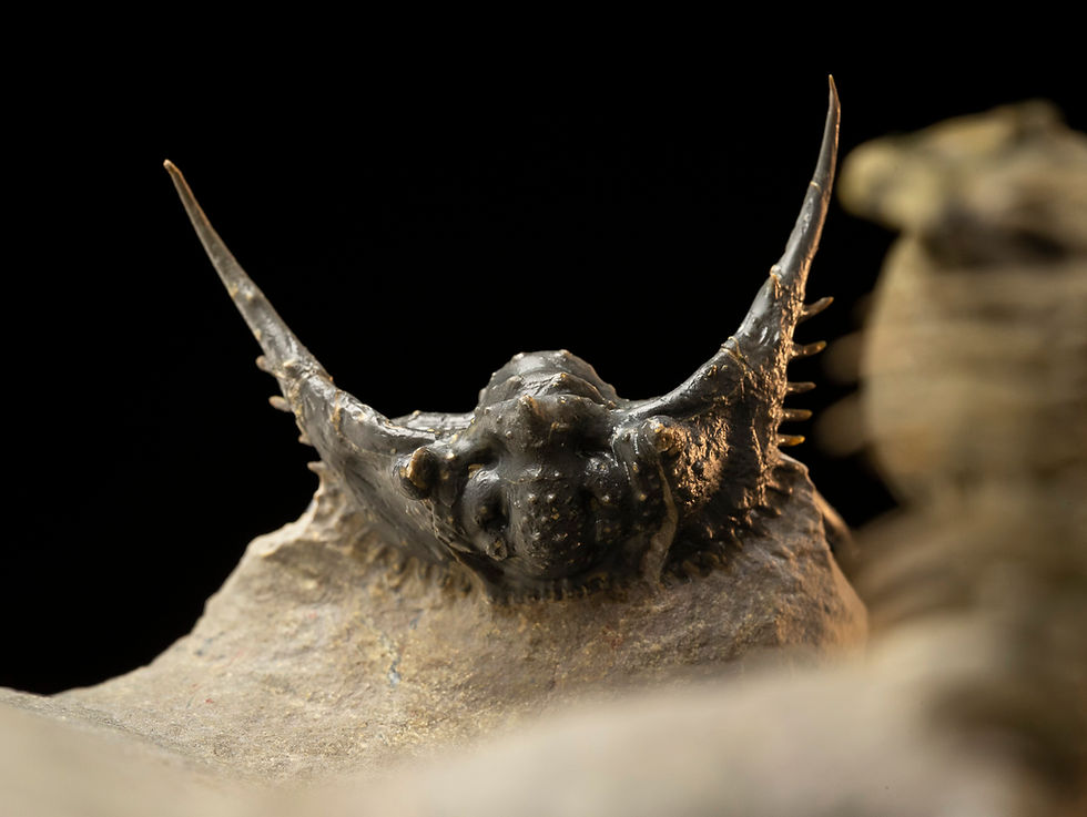 Thumbnail: Crotalocephalus gibbus & Leonaspis sp.