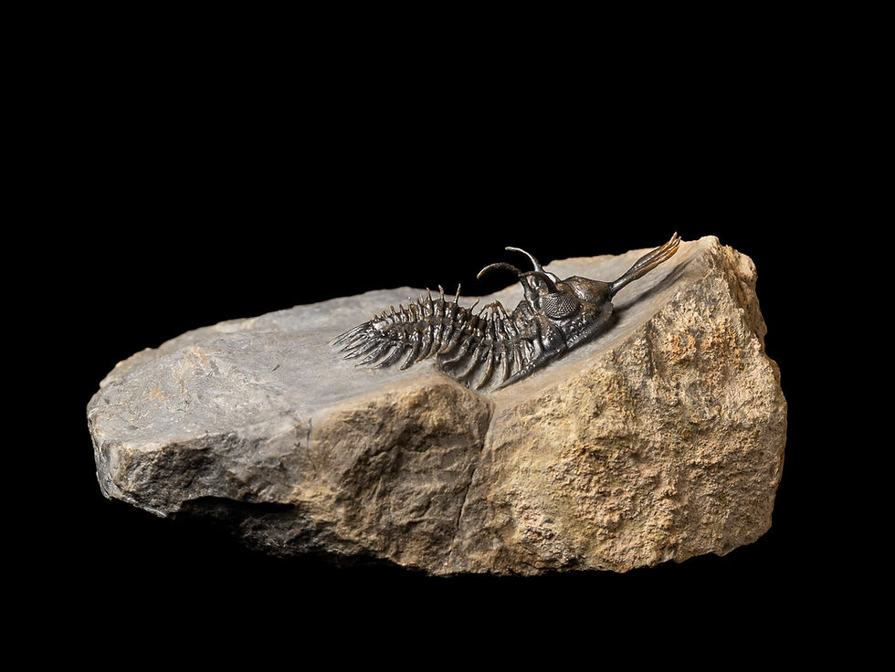Thumbnail: Fotografía Trilobite Devónico alta calidad exclusivo Walliserops lindoei