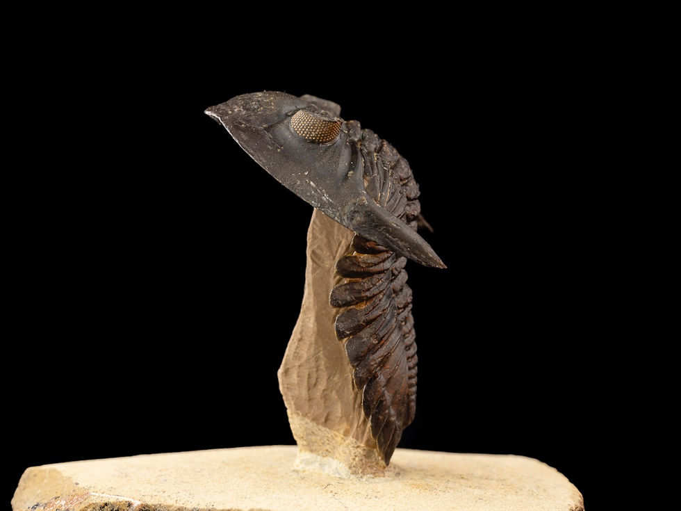 Hollardops mesocristatus